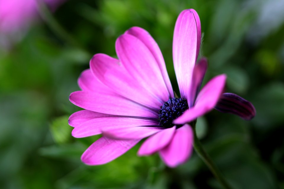 Macau, Flowers, Flower