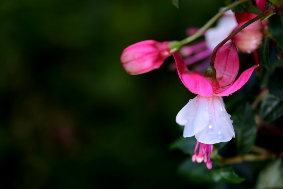 Macau, Flowers, Flower