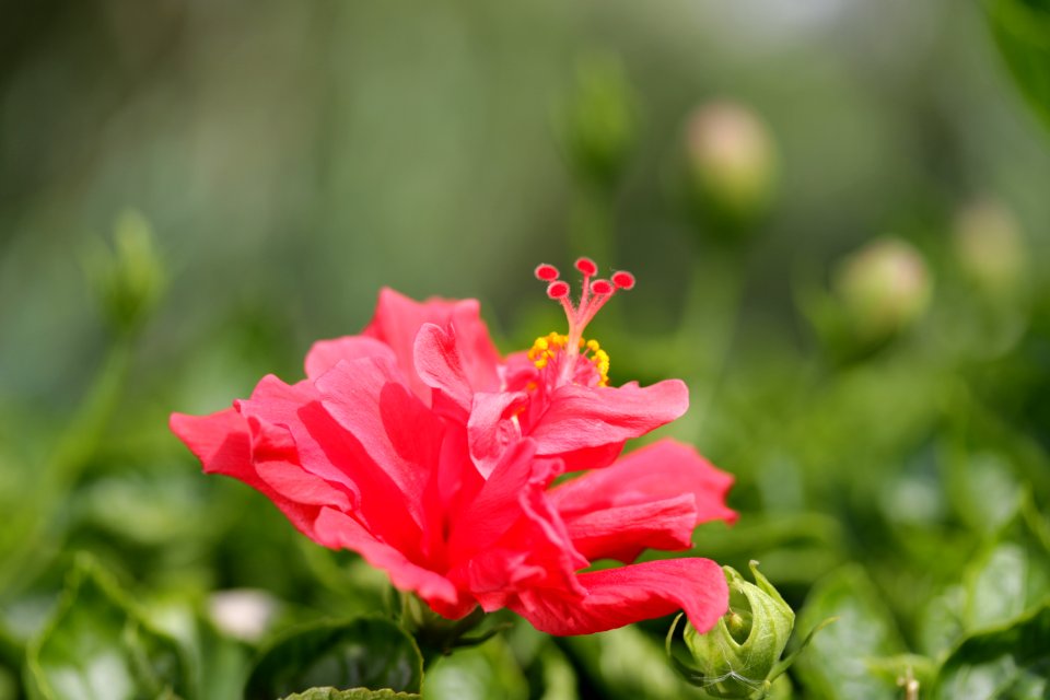 Macau, Flowers, Flower