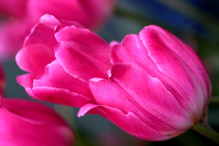 Hong kong, Macau, Flowers