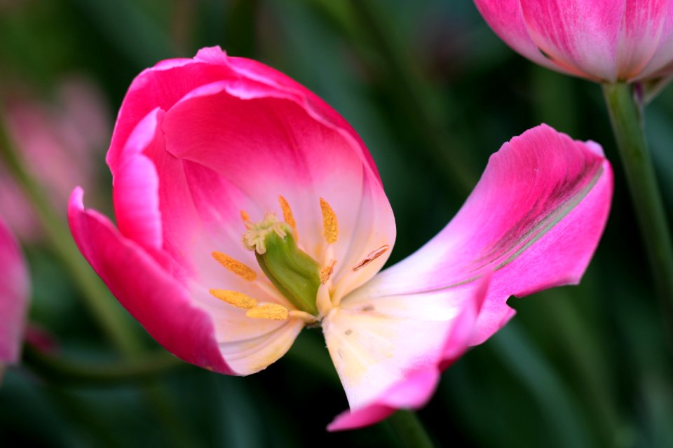 Hong kong, Flowers, Nature