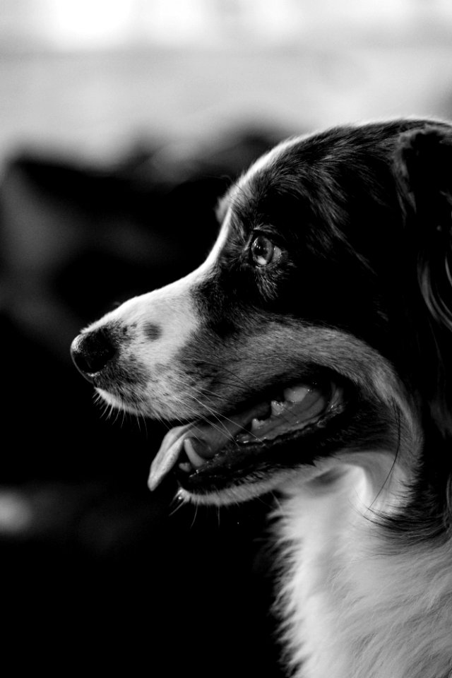Dog, Greenwich village, New york