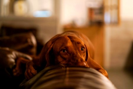 Lazy, Dog, Animal photo