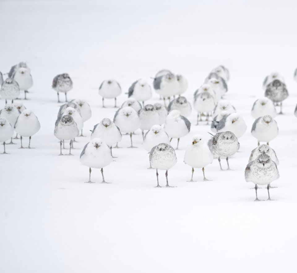 white birds on white flooring
