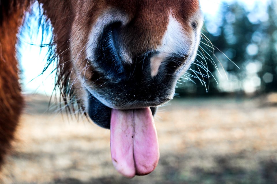 shallow focus photography of horse tongue