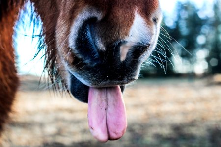 shallow focus photography of horse tongue photo