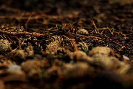 Branches, Nature, Fresh