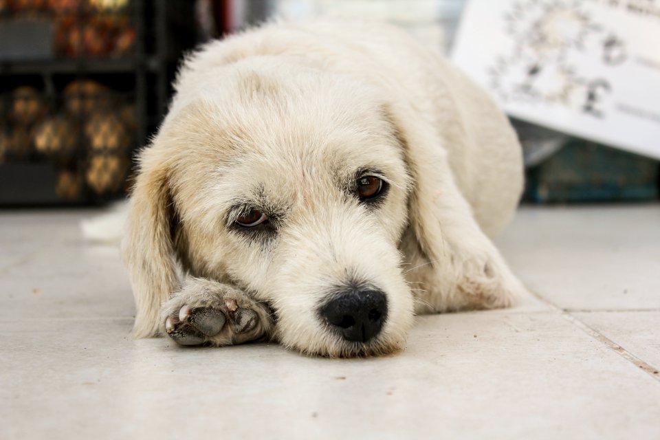 Summer, Dog, Street