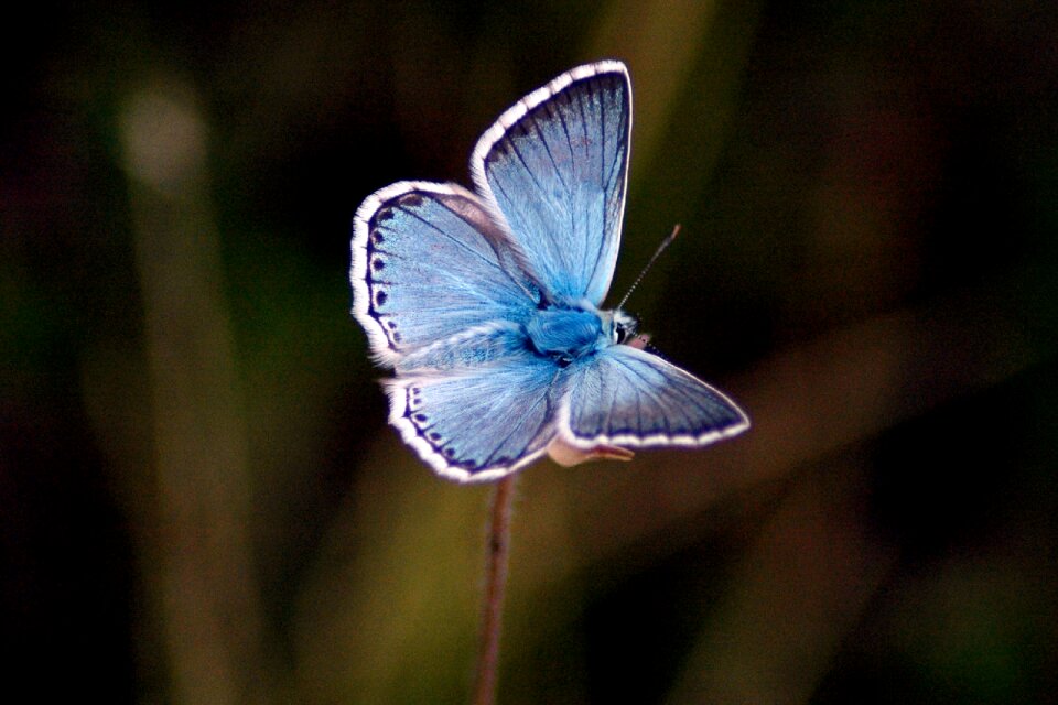 Butterfly blue animal