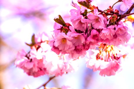 shallow focus photography of pink flowers in branch photo