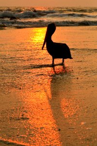 Tybee isl, United states, Backlit