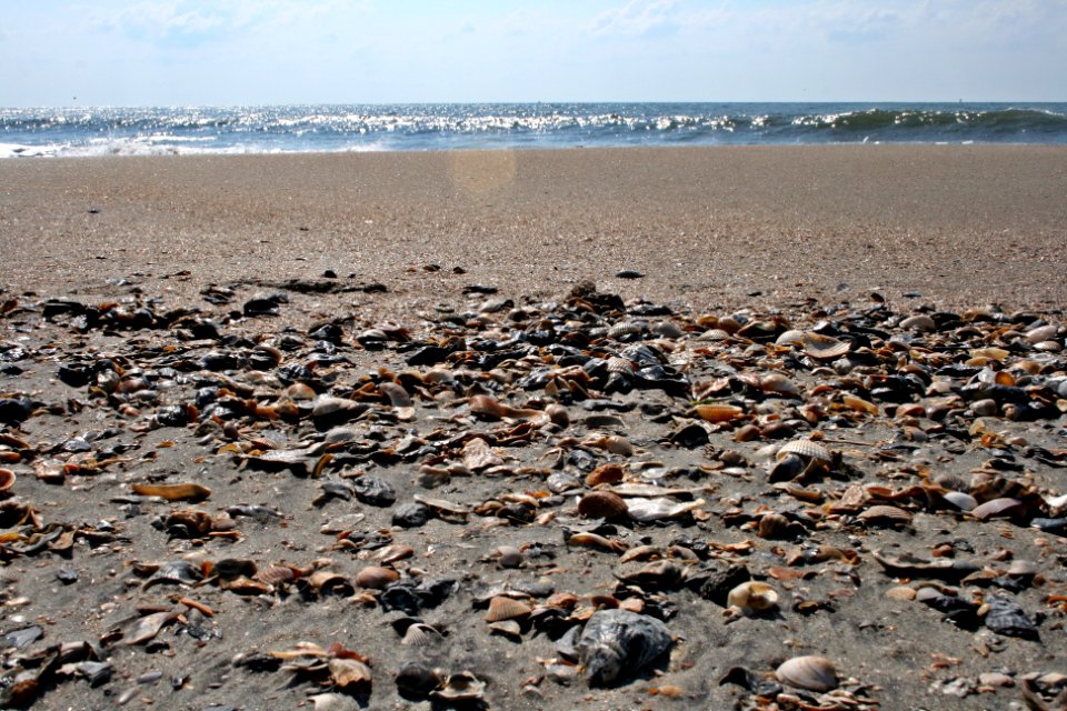 Ocean isle beach, United states, Shells