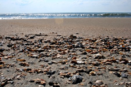 Ocean isle beach, United states, Shells