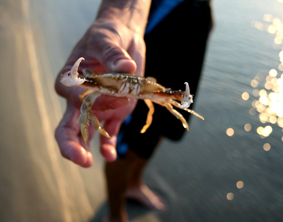 Tybee isl, United states, Surf