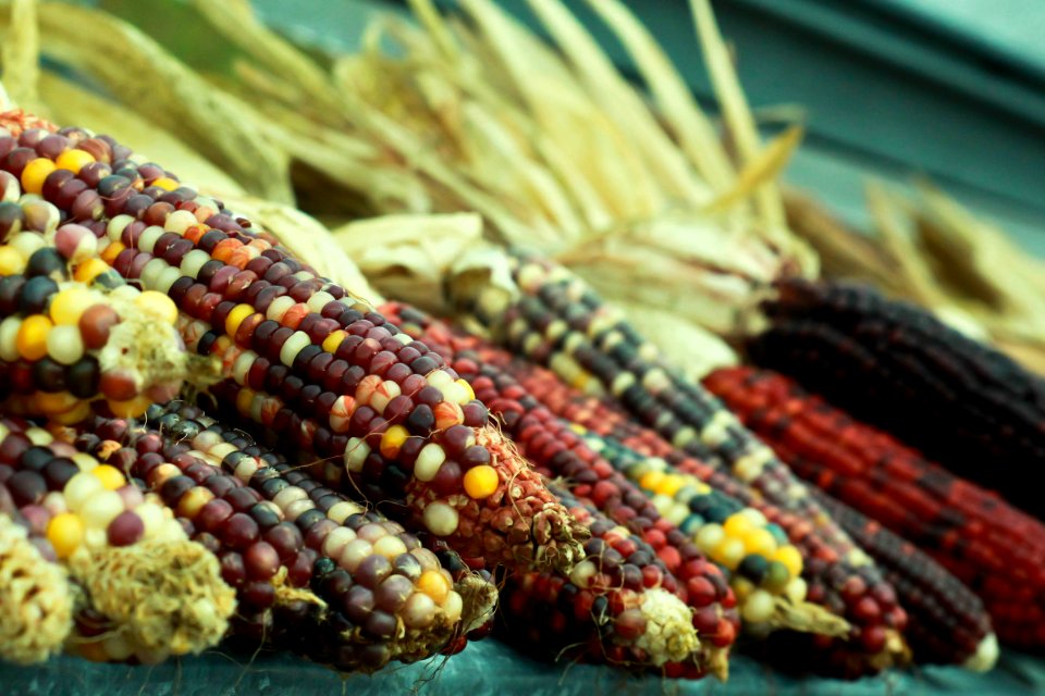 Falls creek, United states, Corn