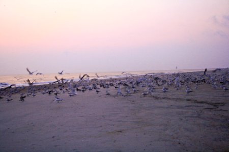 Tybee isl, United states, Sunrise