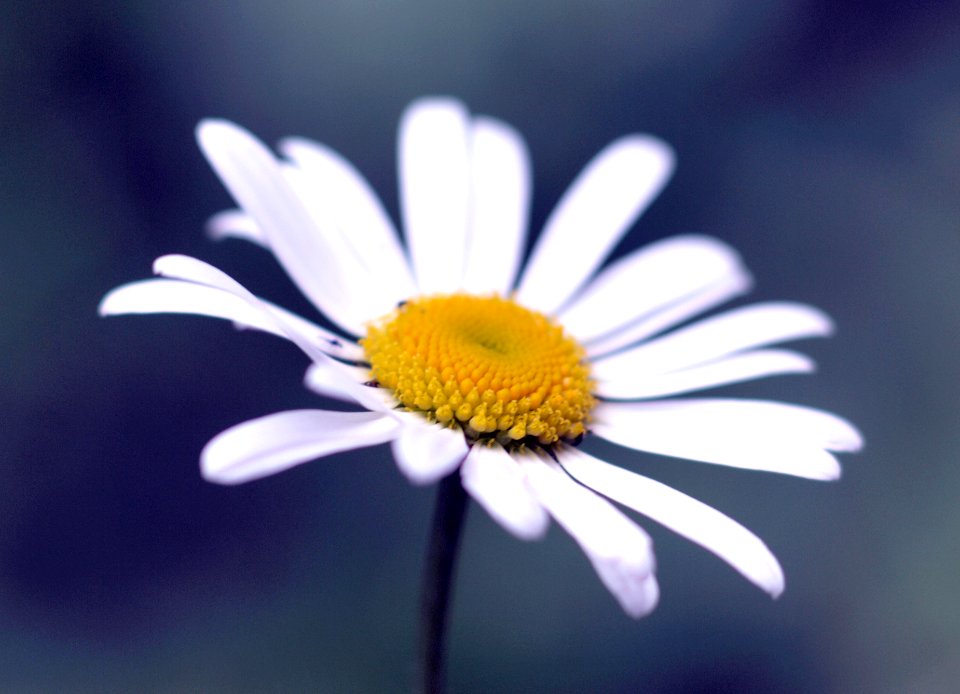 Outdoor, Colors, White