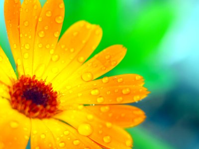 Russia, Macro, Rain drop