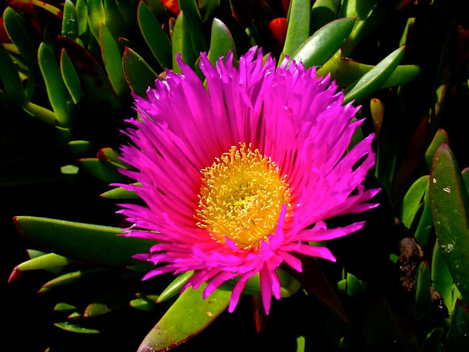 Sea, Flower, Vigo