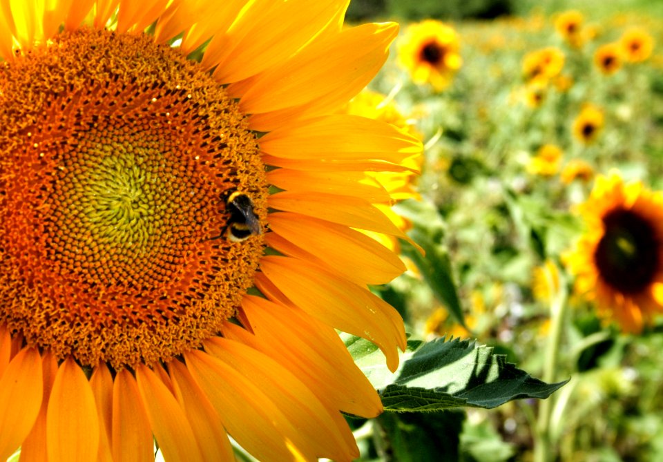 close-up photo of sunflower
