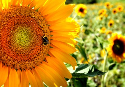 close-up photo of sunflower photo