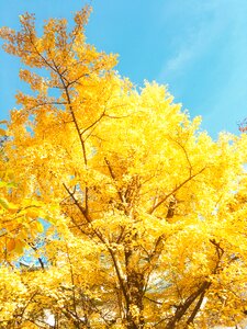 Autumn sunny colorful photo