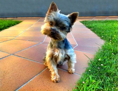 Len, Spain, Dog