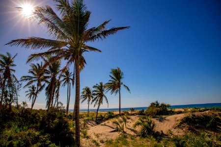 Palm grove lodge, Mozambique, Horizon photo