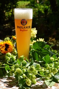 Hop shoots yeast beer glass