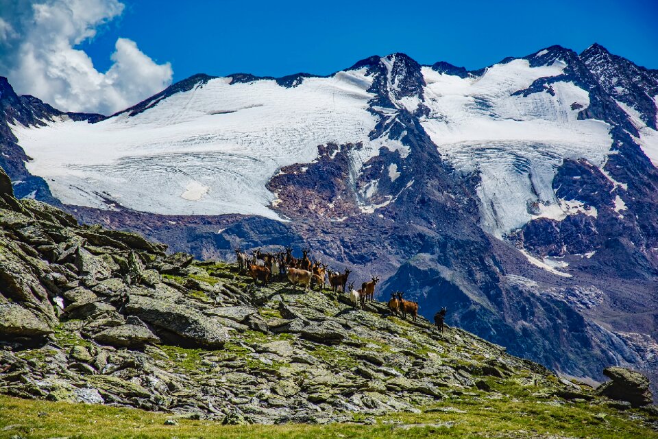 Glacier goats herd