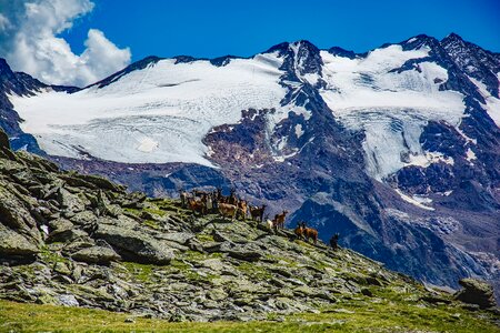 Glacier goats herd photo