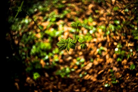 Bokeh, Spring, Leaf photo