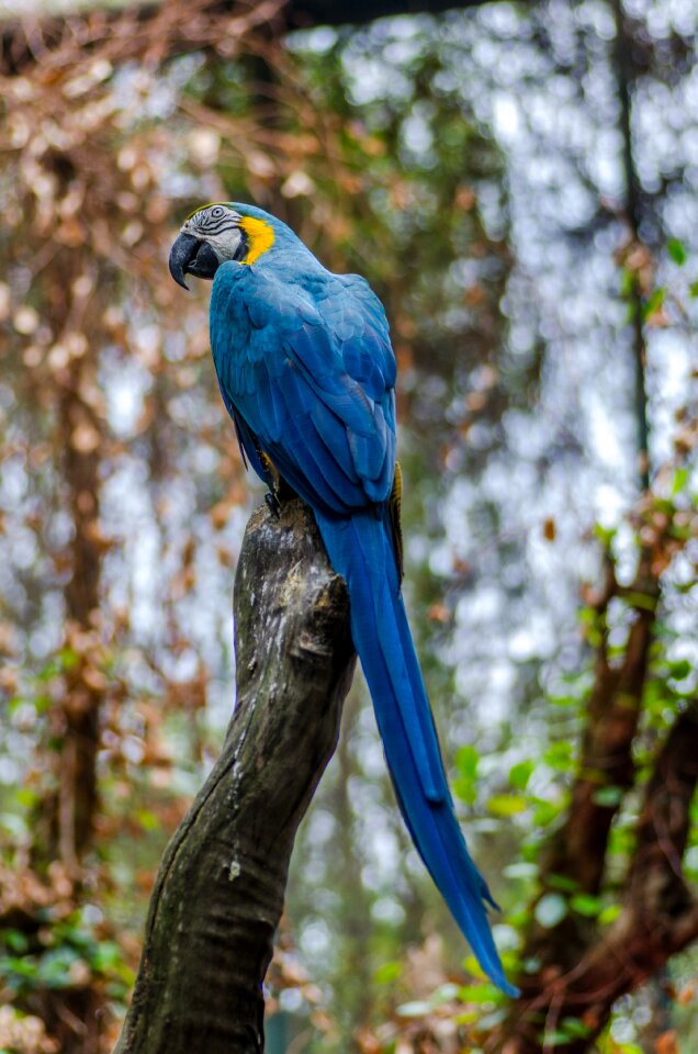 Bird blur colorful photo