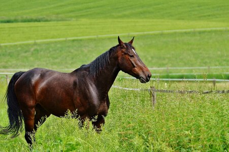 Eat paddock brown photo