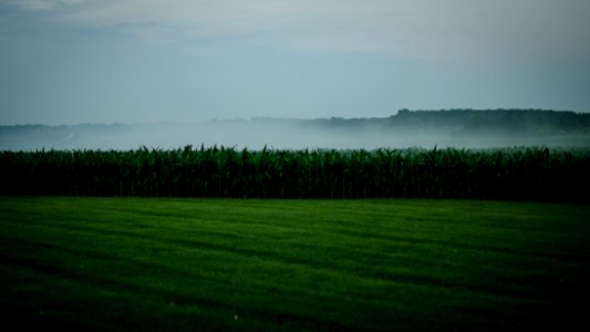 Grass, Smoke, Fog