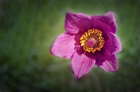 Blossom bloom violet