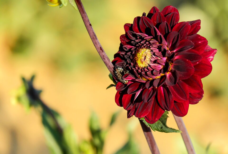 Bloom bloom schwarzrot