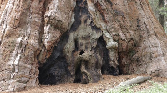 Tree, Sequoia photo