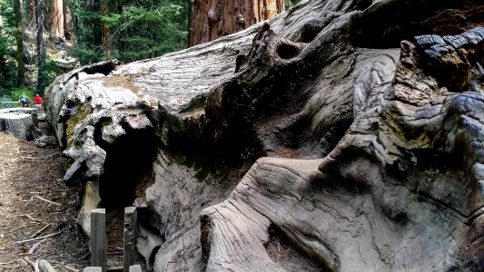 Park, Sequoia, Tree