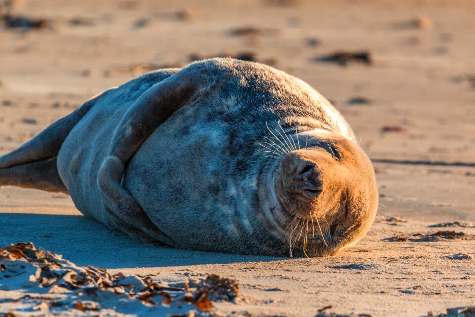 Beach dune helgoland