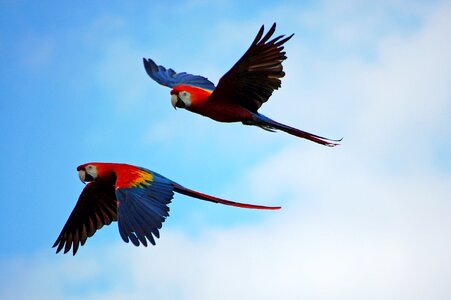 Flying red blue