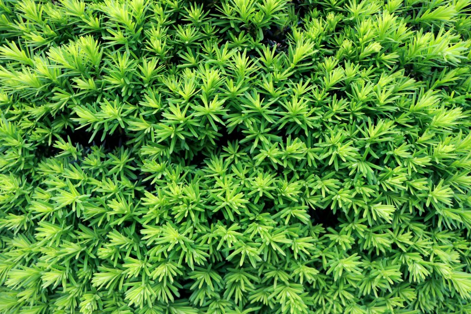 Plant green Free photos