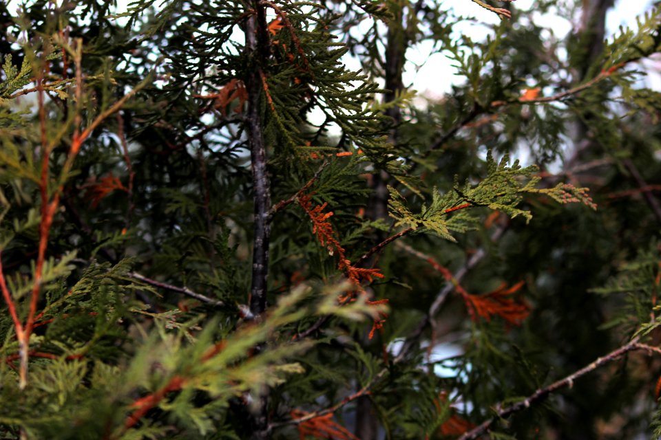 Ontario, Canada, Canon