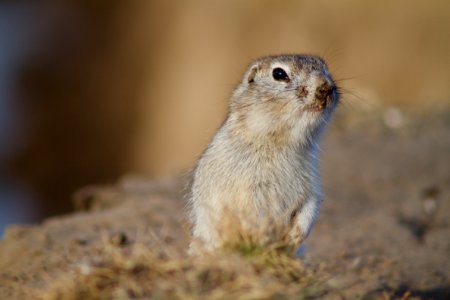 focus photography of standing gray rodent photo