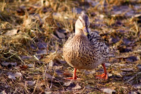 Town, Wild, Animal photo