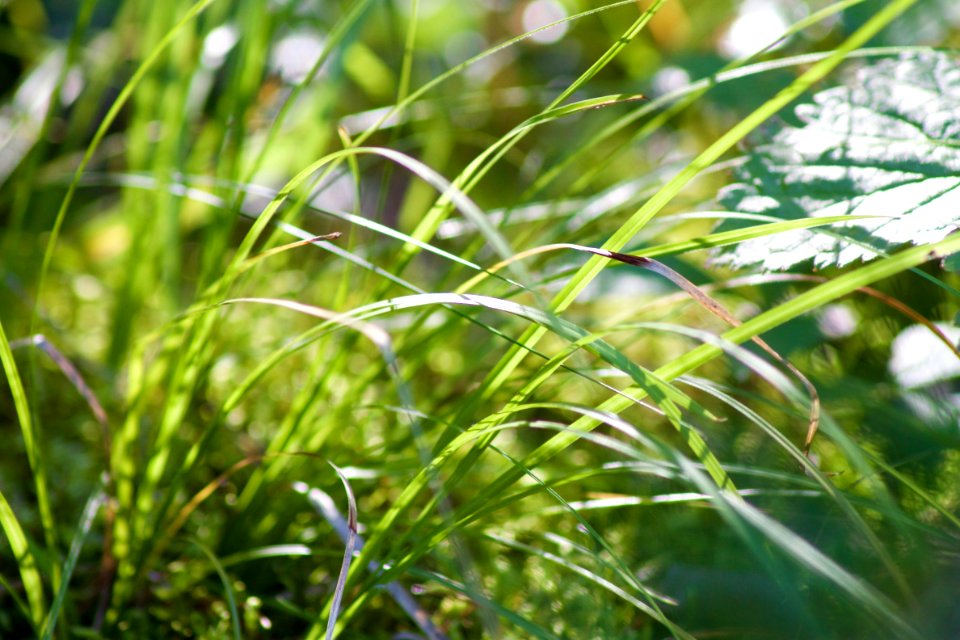 Summer, Grass, Leaf