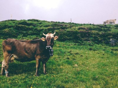 brown cow on green grass field photo