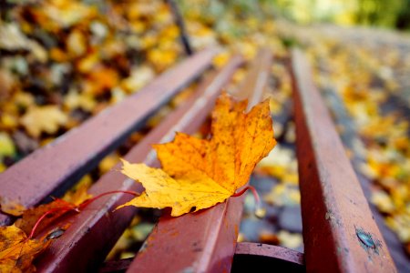 Lviv, Ukraine, Brown