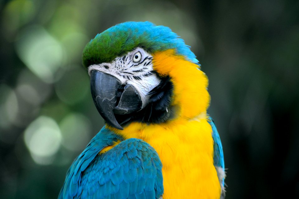closeup of yellow and teal parrot