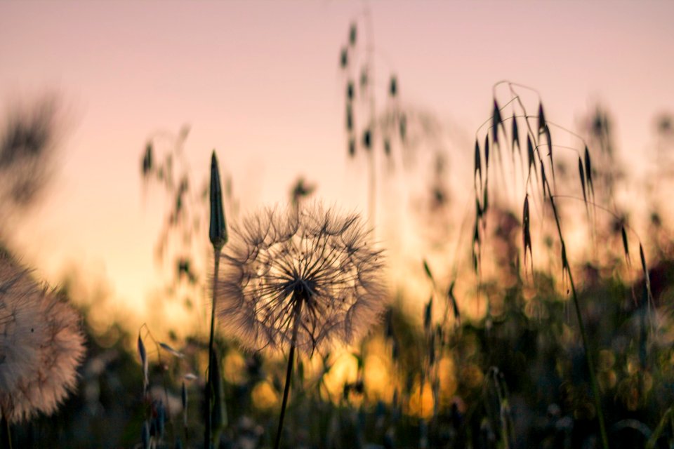 Tones, Beauty, Colors